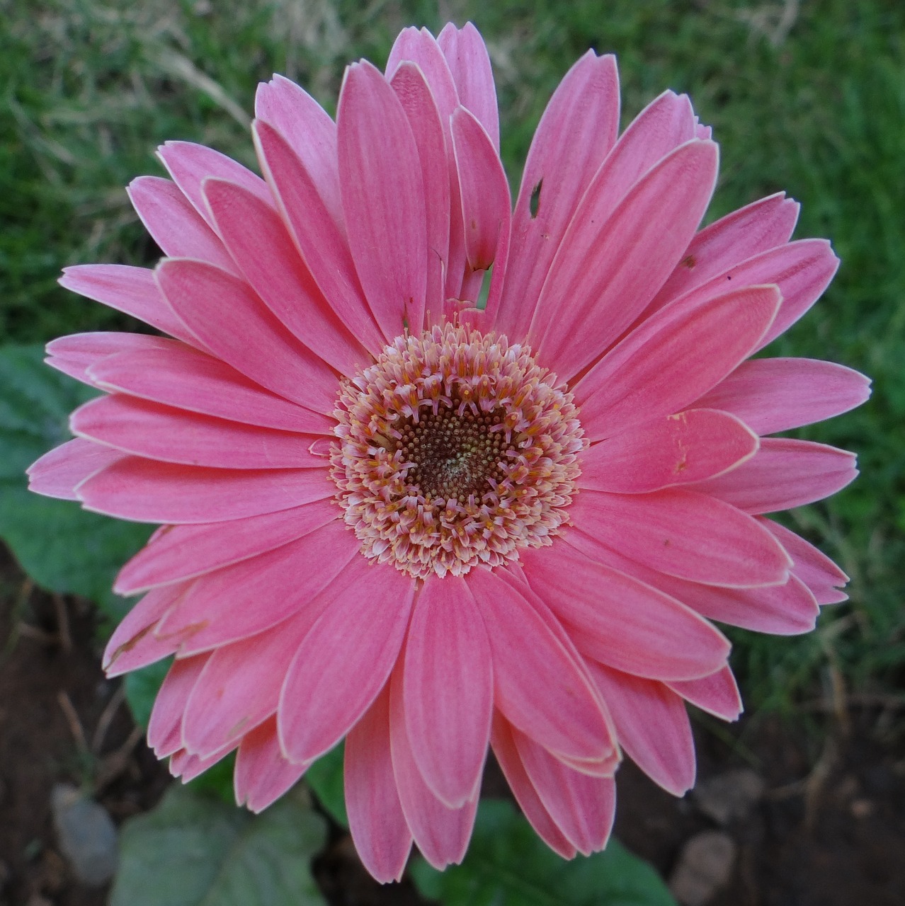 gerbera asteracea flower free photo