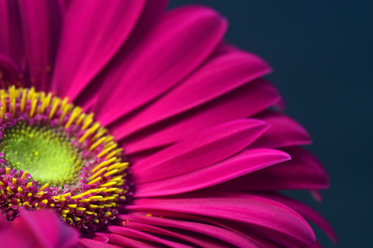 Gerbera Pink Blossom Bloom Close Free Image From Needpix Com