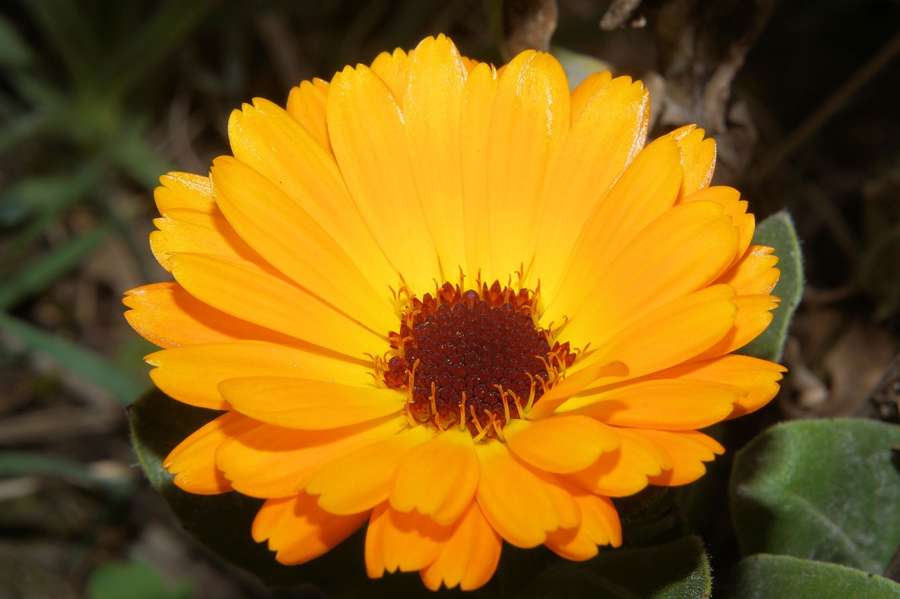 gerbera flower blossom free photo