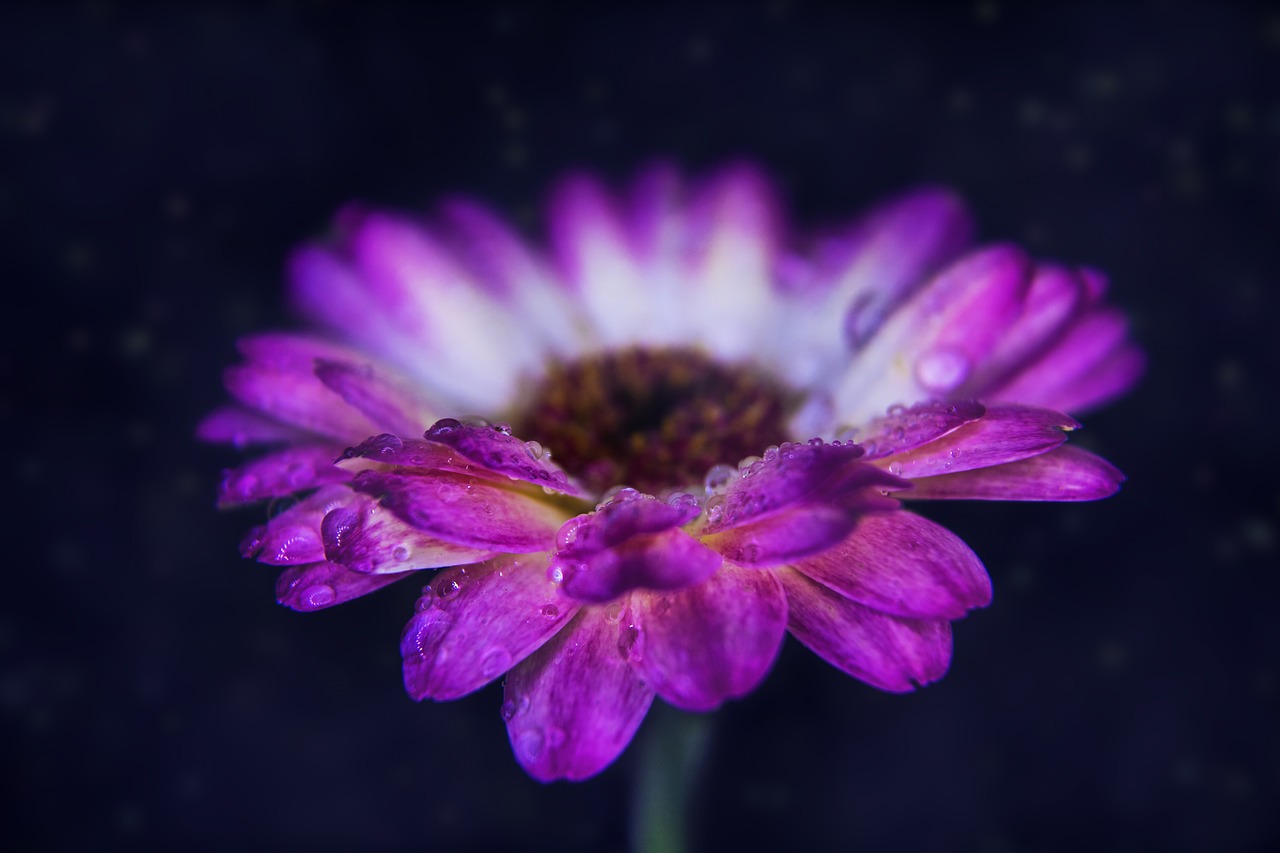 gerbera nature flower free photo