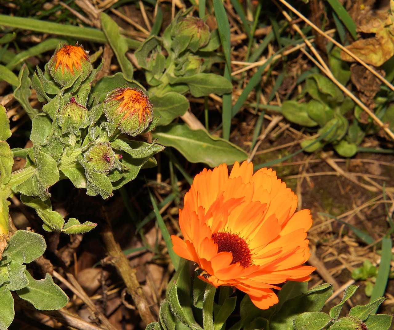 gerbera flower flowers free photo