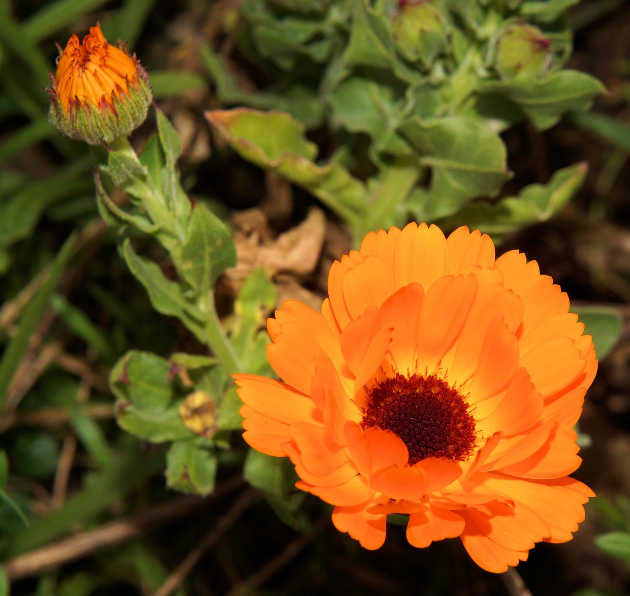 gerbera flowers plant free photo