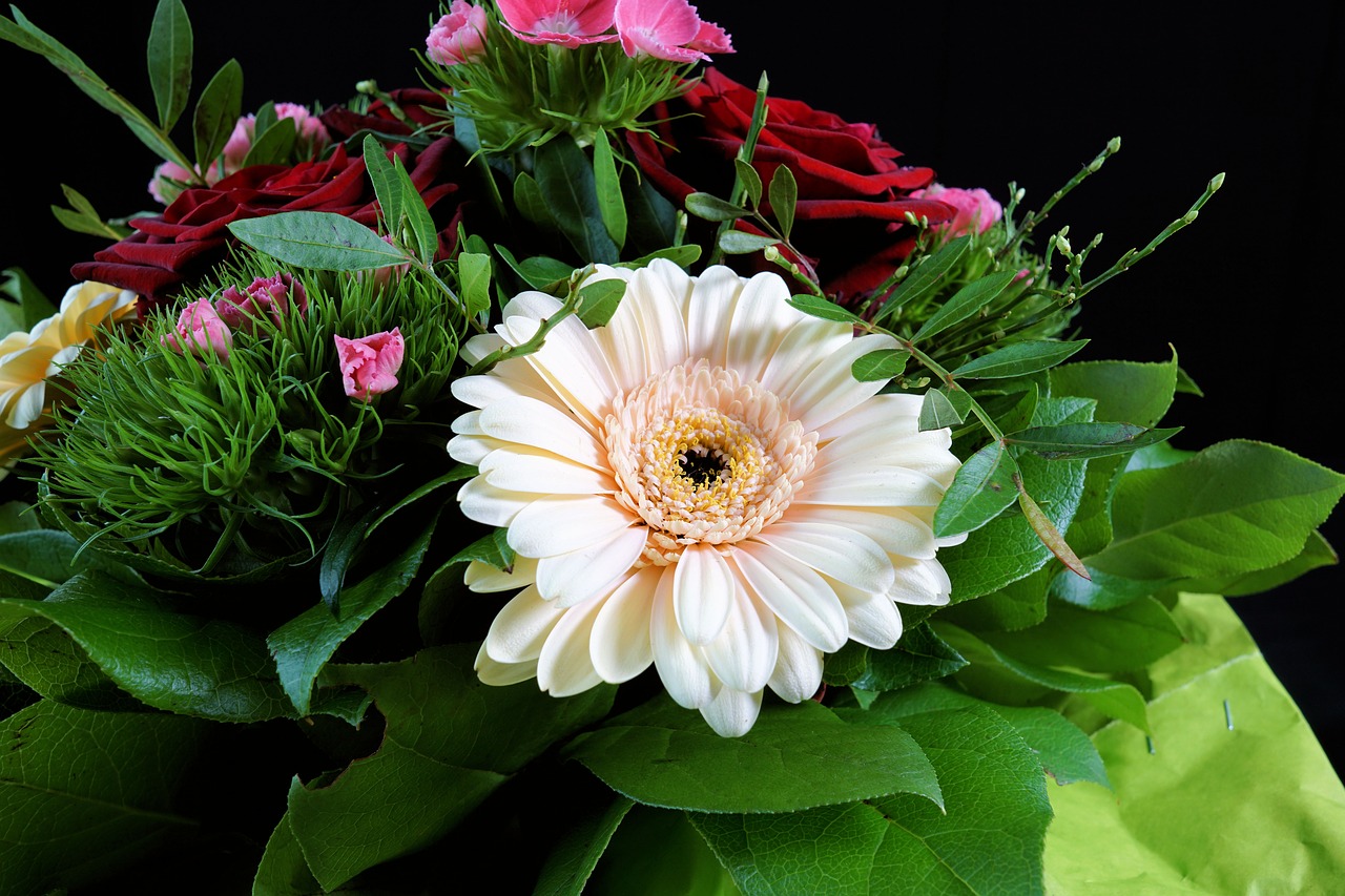 gerbera garden nature free photo