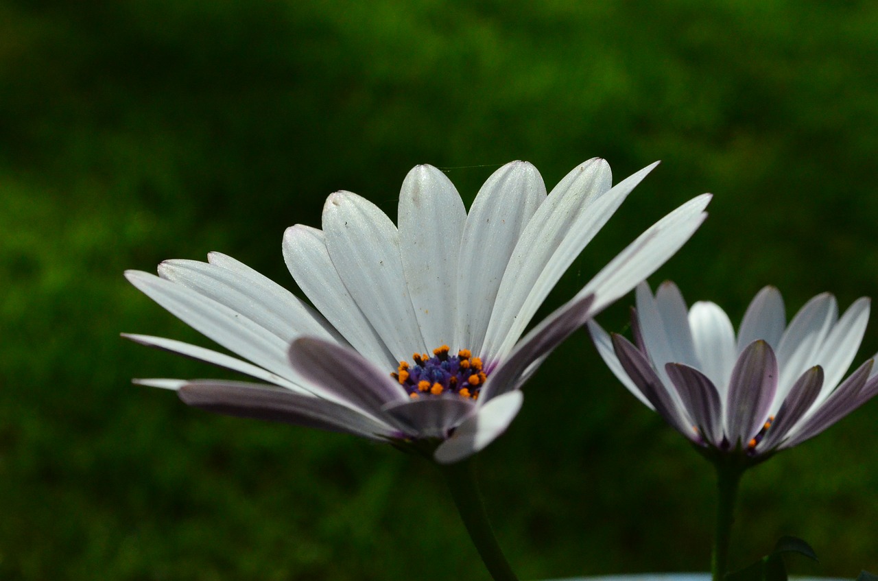 gerbera flower flowers free photo