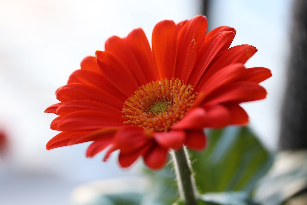 gerbera flower orange flower free photo