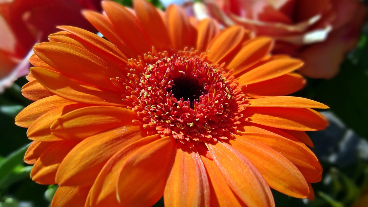 gerbera flower orange free photo