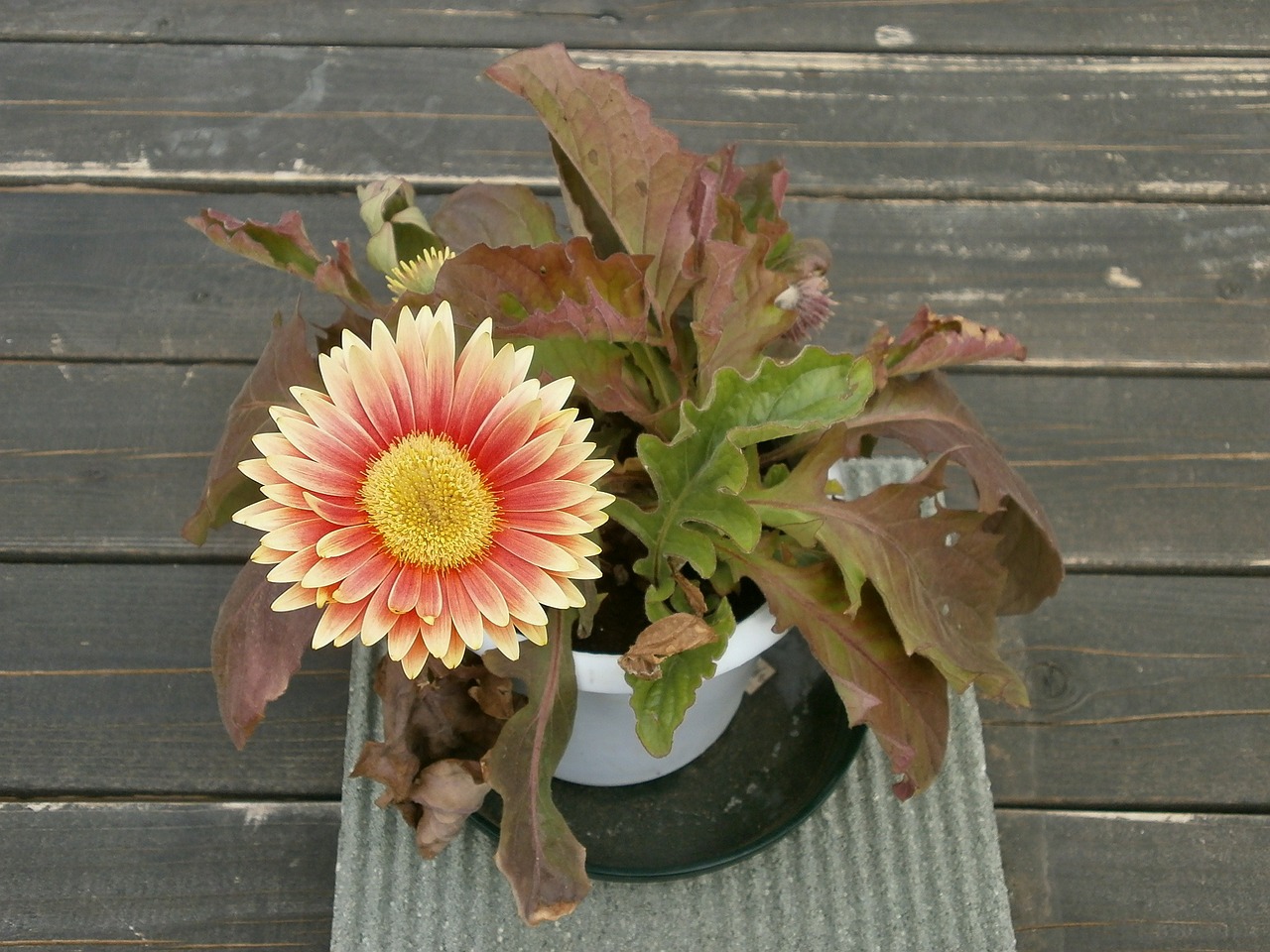 gerbera spring flowers potted plants free photo