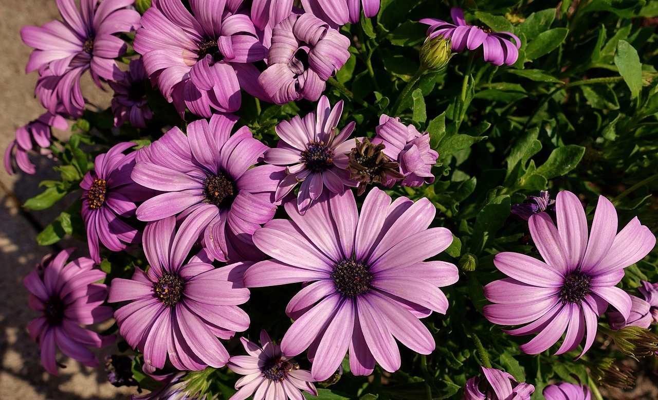 gerbera  flowers  plant free photo