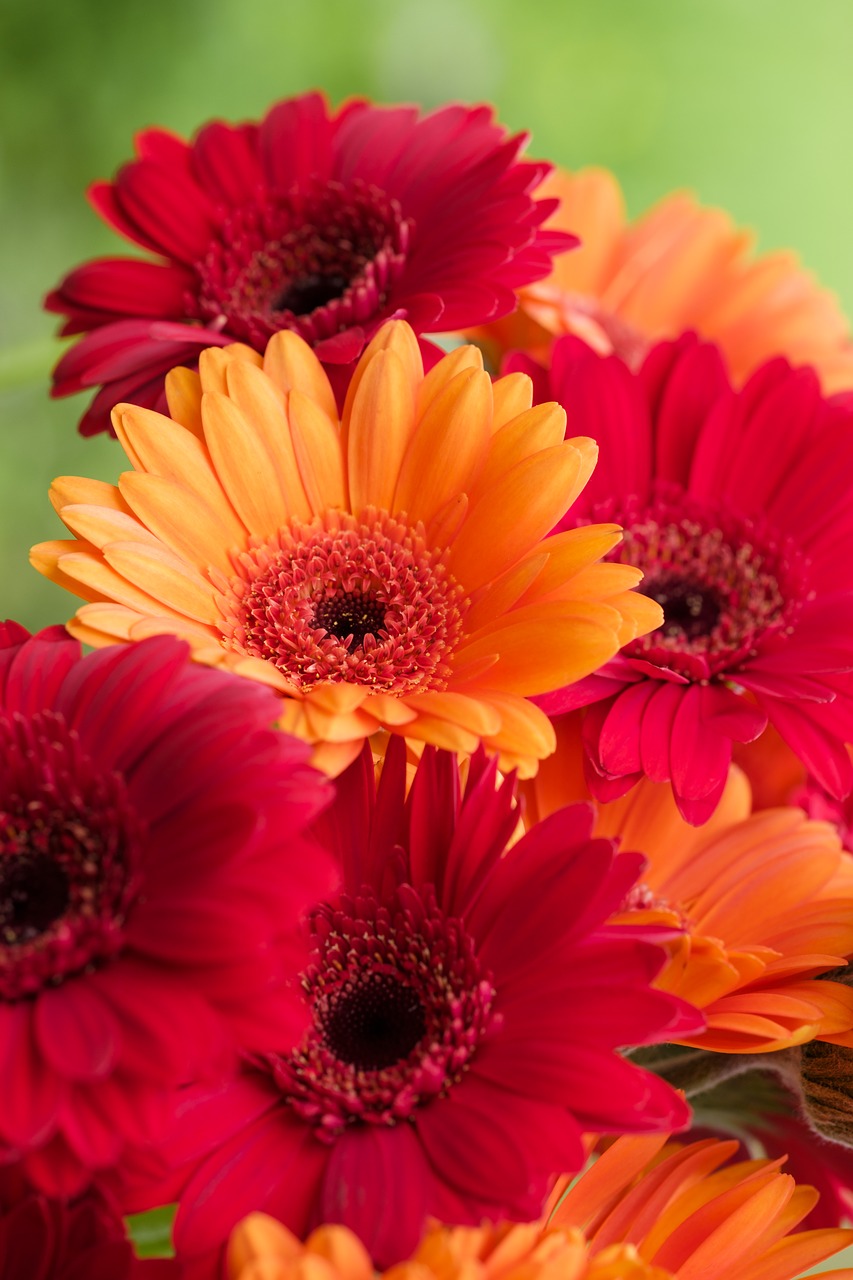 gerbera  composites  asteraceae free photo