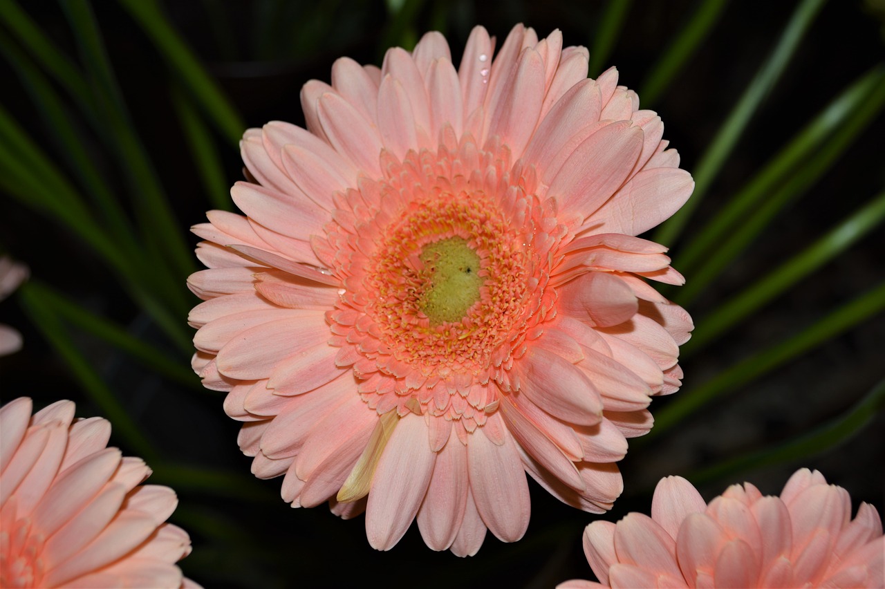 gerbera  salmon  flower free photo