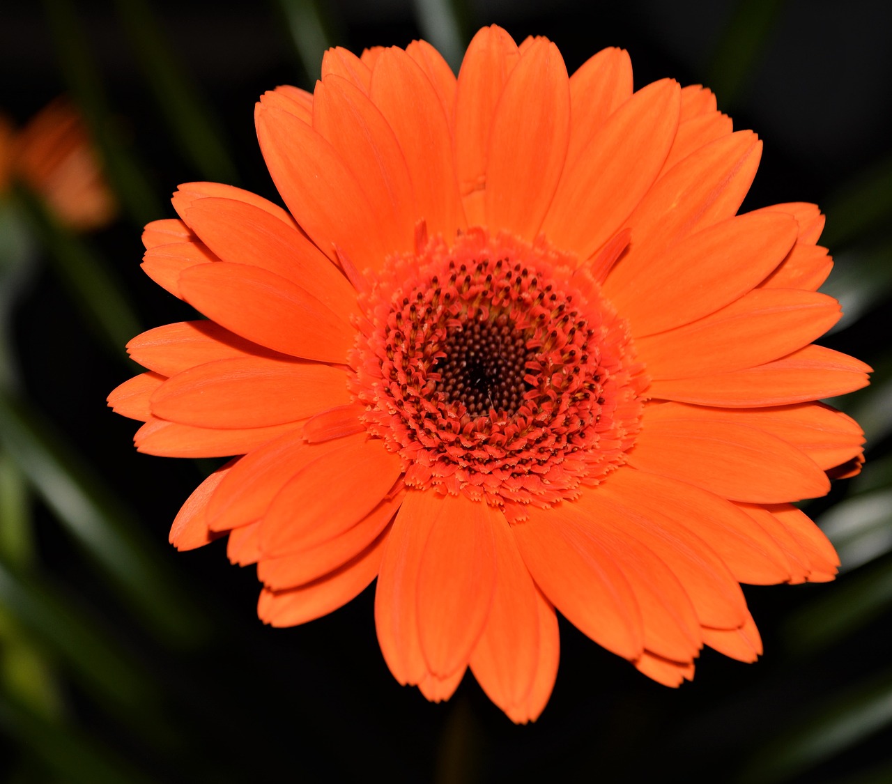 Оранжевые герберы. Гербера оранж Спрингс. Orange Flower Гербера. Маргаритки оранжевые. Закрытый цветок оранжевый.