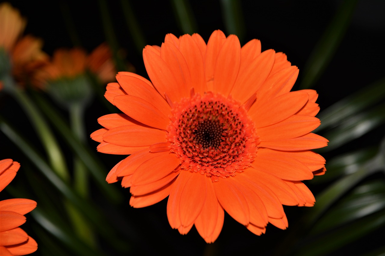 gerbera  blossom  bloom free photo