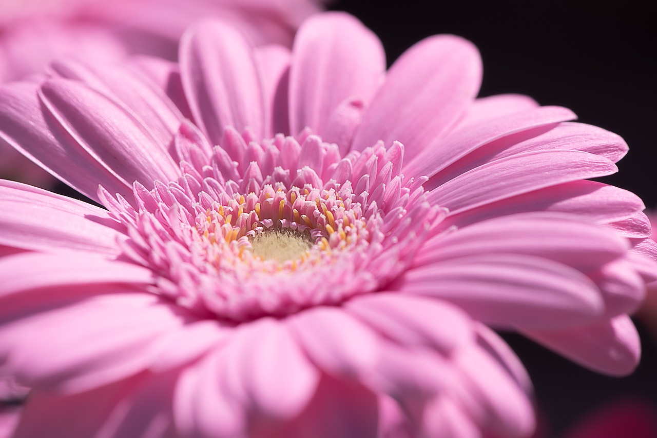 gerbera  pink  pink gerbera free photo