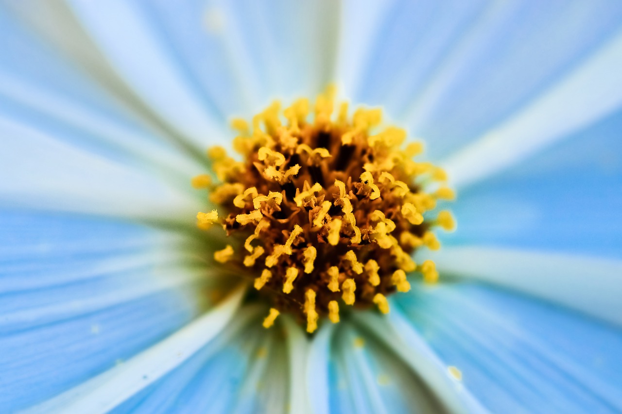 gerbera  pistil  flower free photo