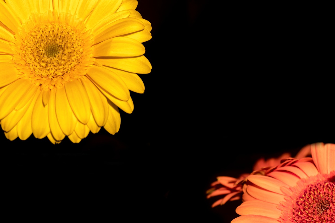 gerbera  flower  blossom free photo