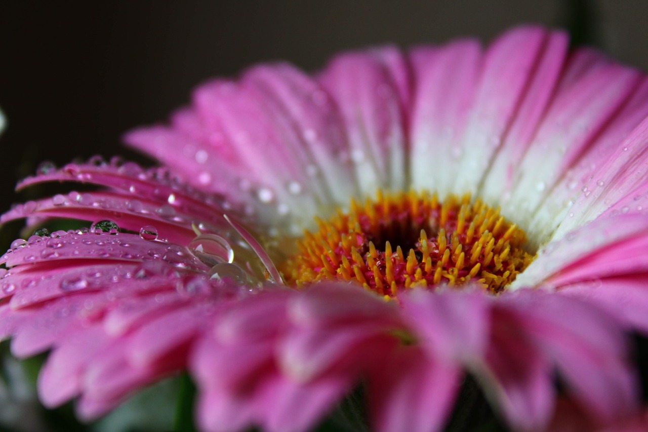 gerbera  flower  nature free photo