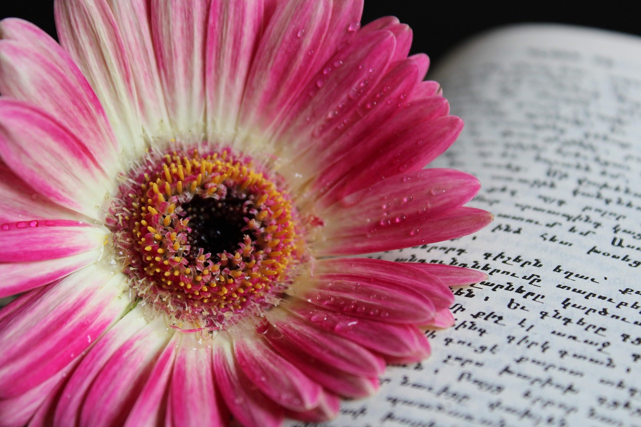 gerbera  flower  nature free photo