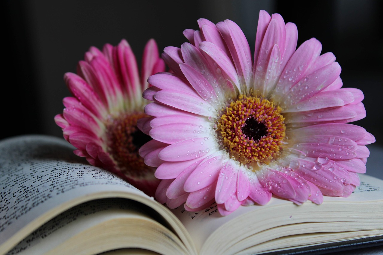 gerbera  flower  nature free photo