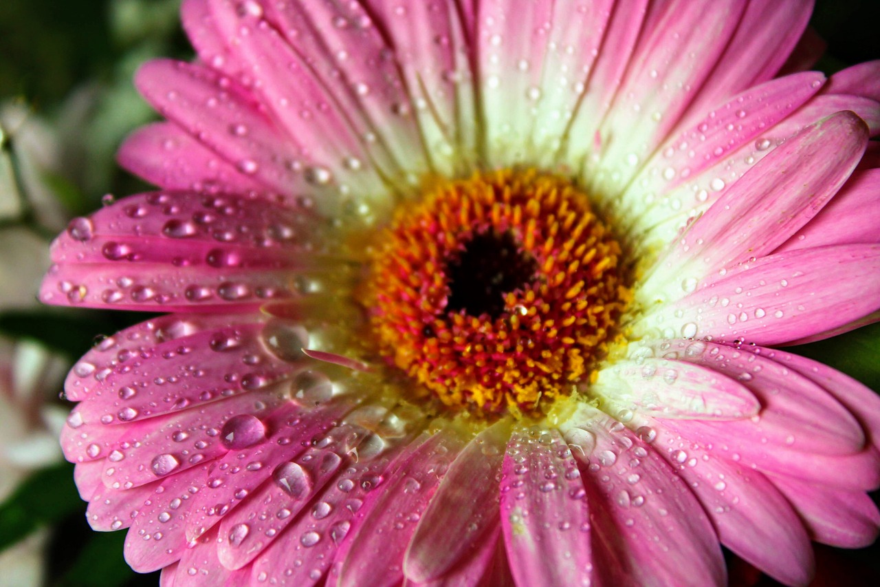 gerbera  flower  nature free photo