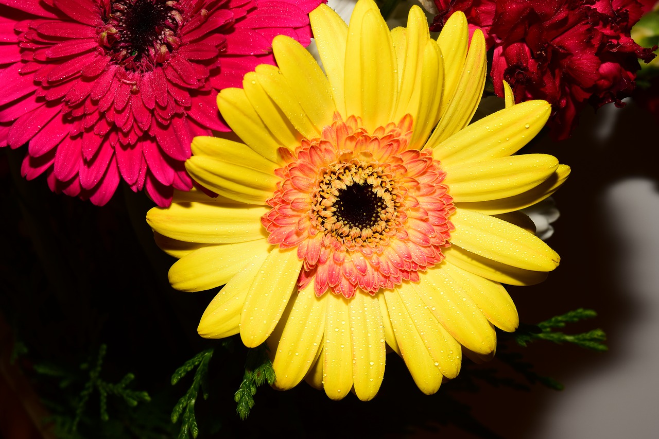 gerbera  flower  yellow free photo