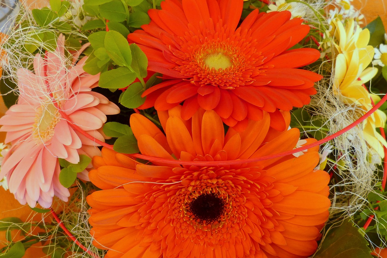 gerbera flowers birthday bouquet free photo