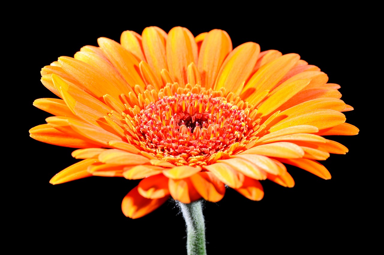 gerbera cut flowers blossom free photo