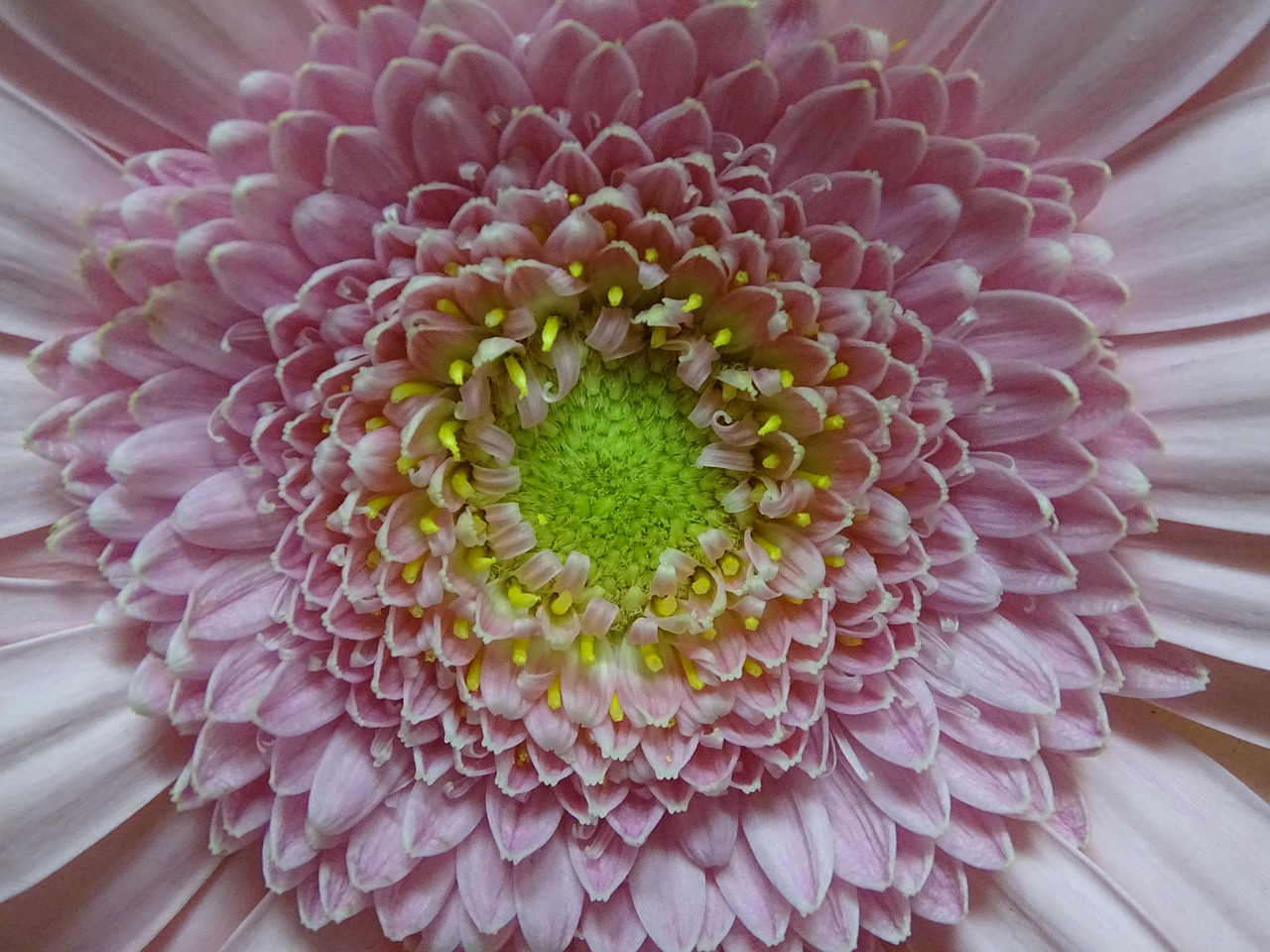 gerbera  flower  garden free photo