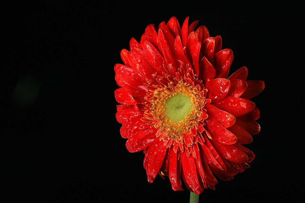 gerbera  flower  red free photo