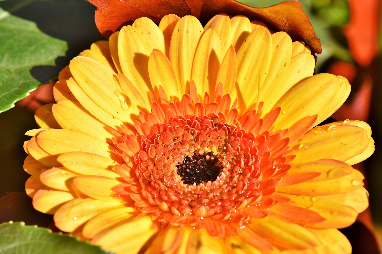 gerbera  flower  schnittblume free photo