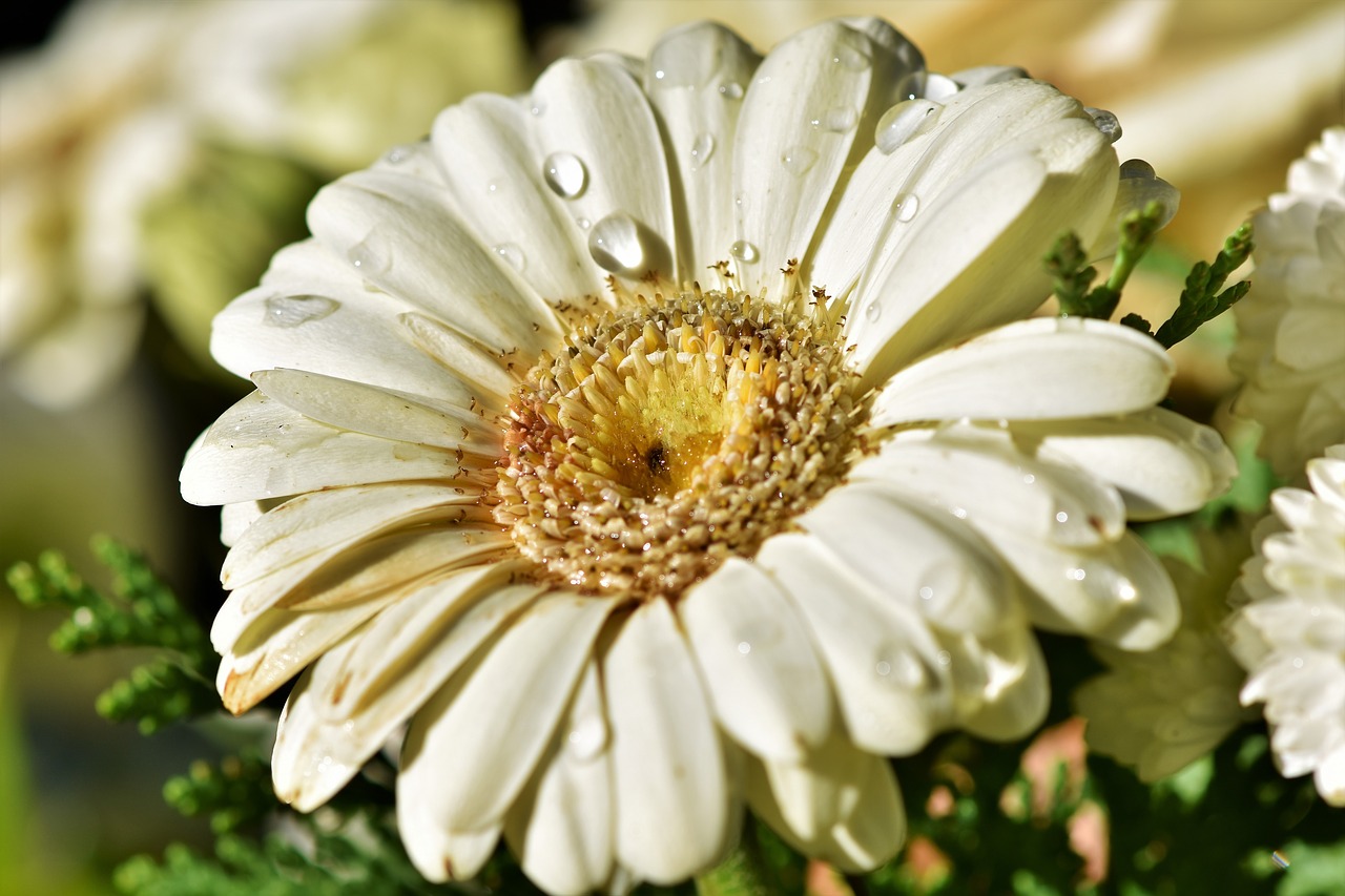 gerbera  flower  schnittblume free photo