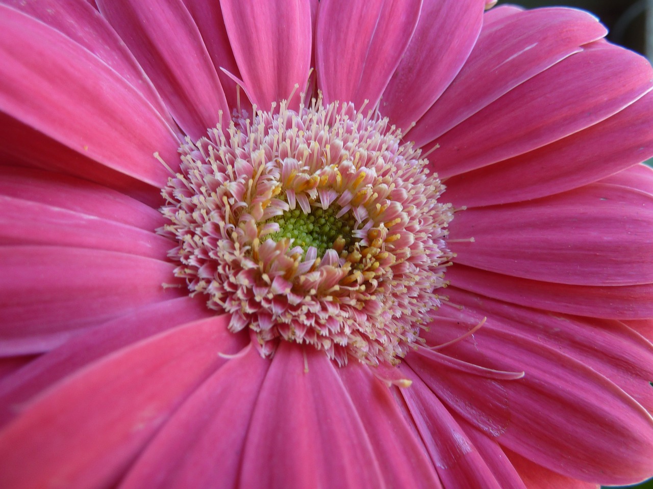 gerbera daisy pink free photo