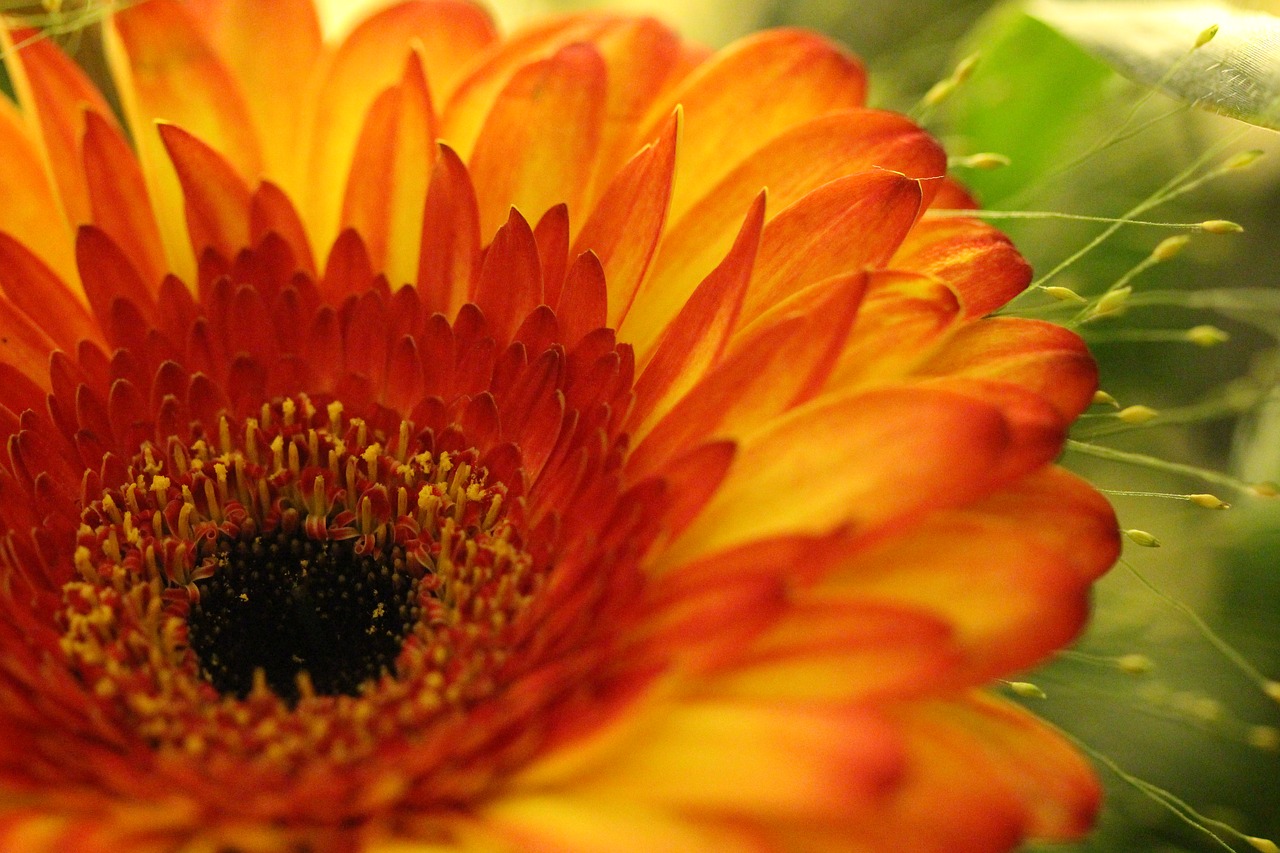 gerbera  yellow  macro free photo