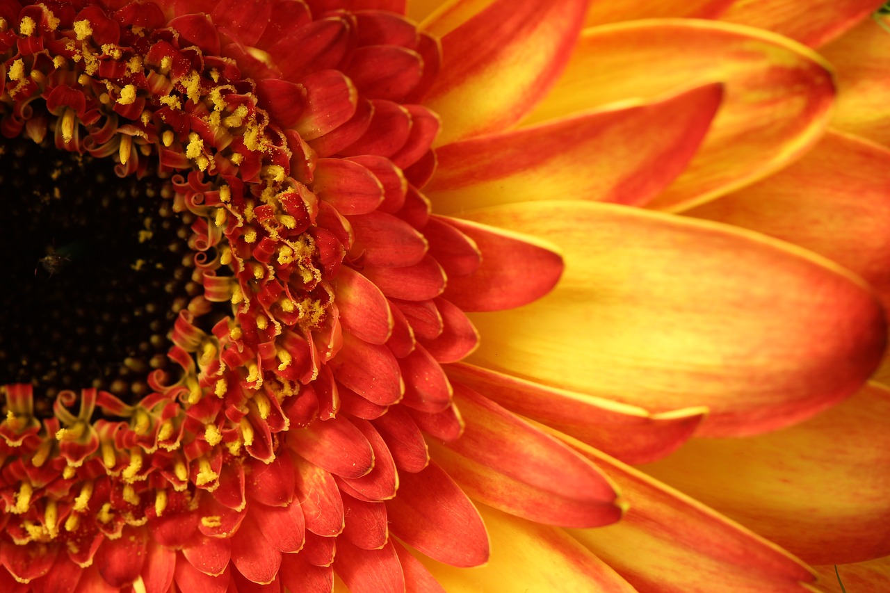 gerbera  yellow  macro free photo