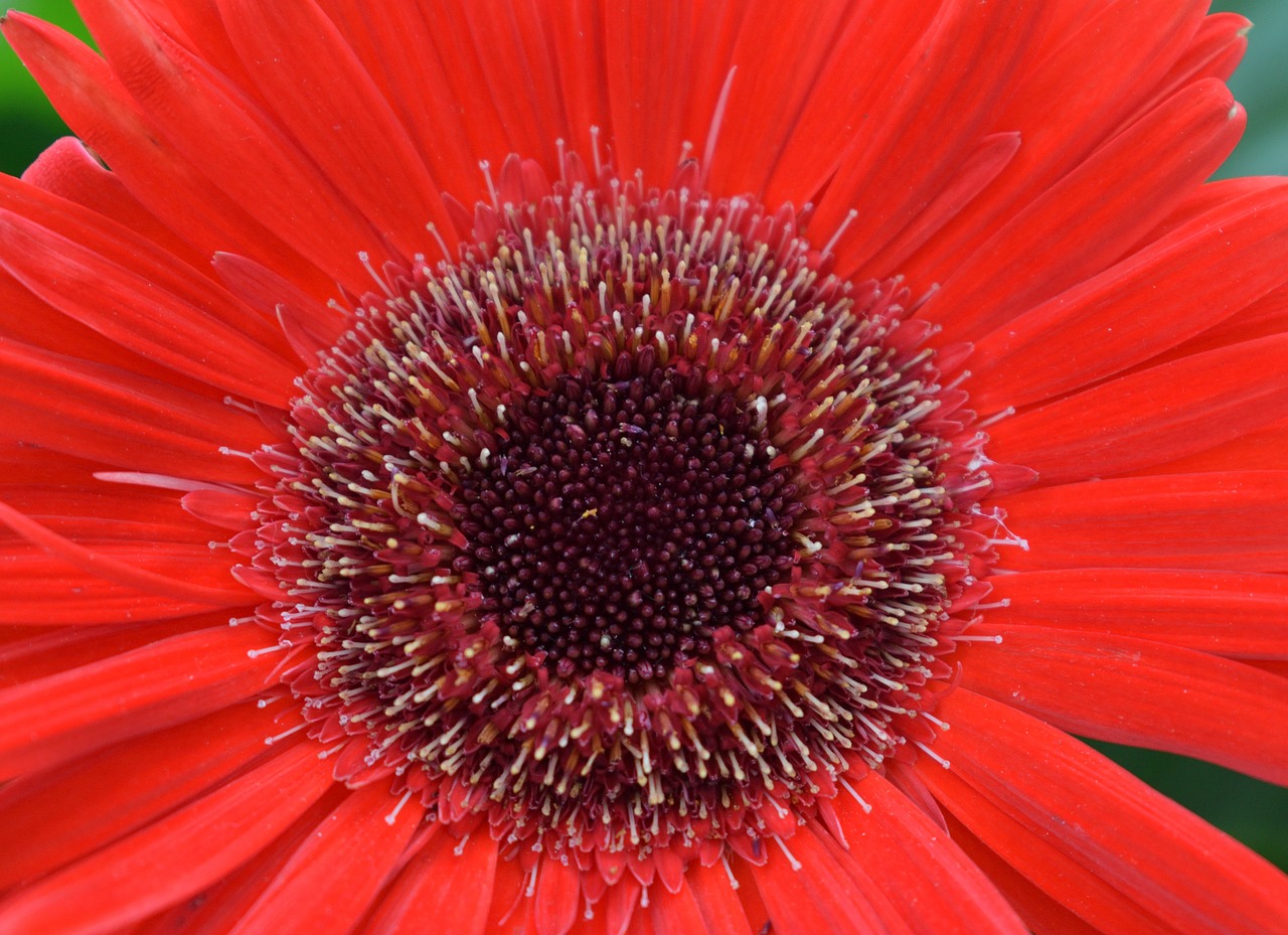 gerbera  flower  nature free photo