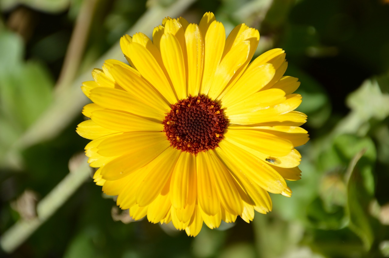 gerbera  deep love  flower free photo