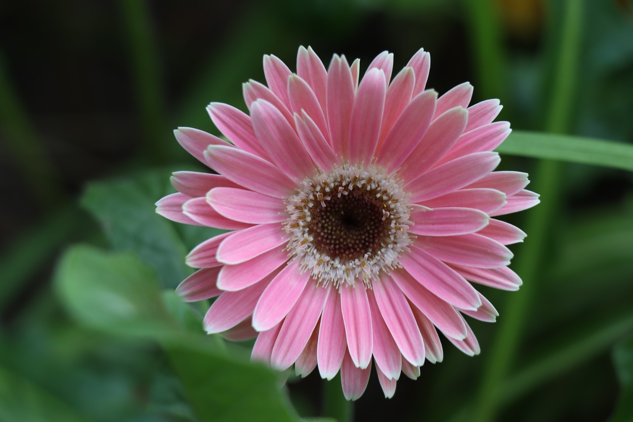 gerbera  flower  pink free photo