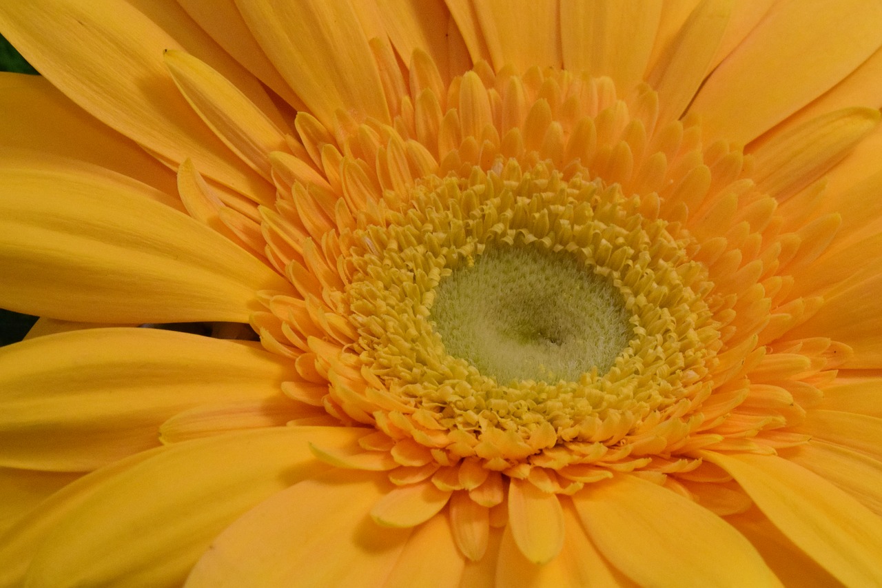 gerbera  flower  blossom free photo