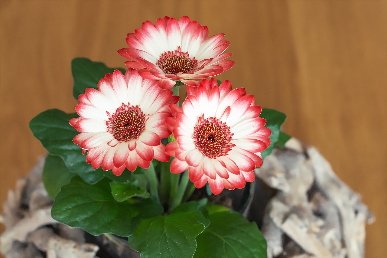 gerbera  flowers  plant free photo