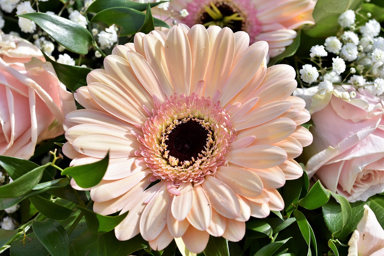 gerbera  blossom  bloom free photo