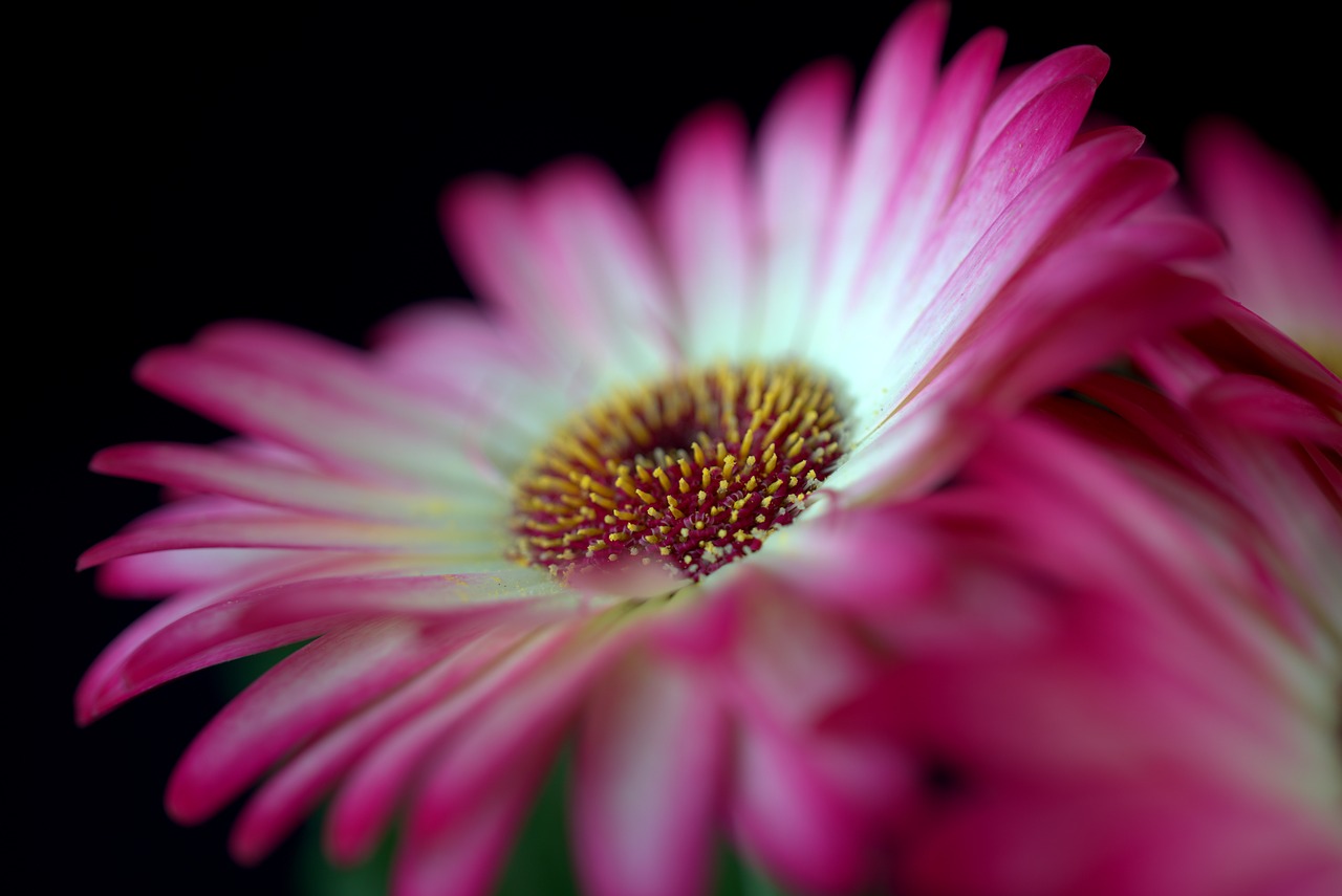 gerbera  blossom  bloom free photo