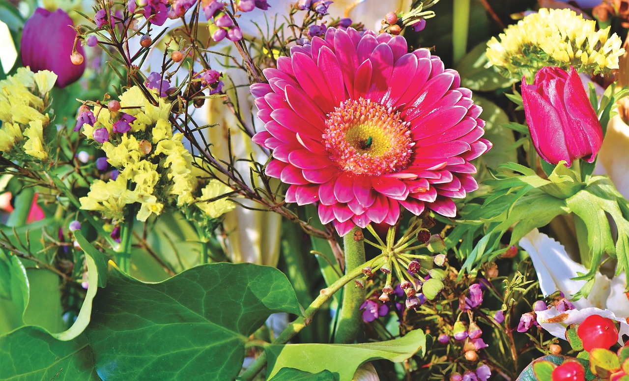 gerbera  blossom  bloom free photo