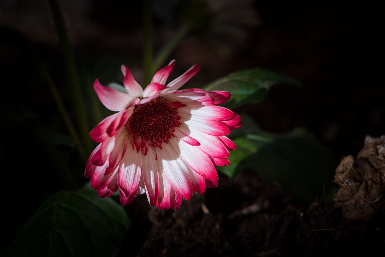 gerbera  flower  blossom free photo