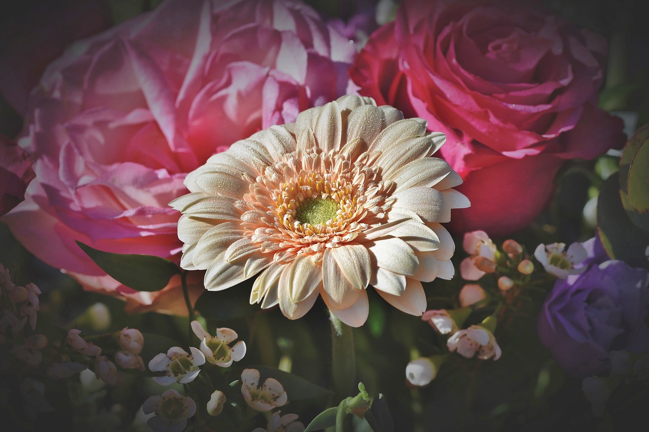 gerbera  blossom  bloom free photo