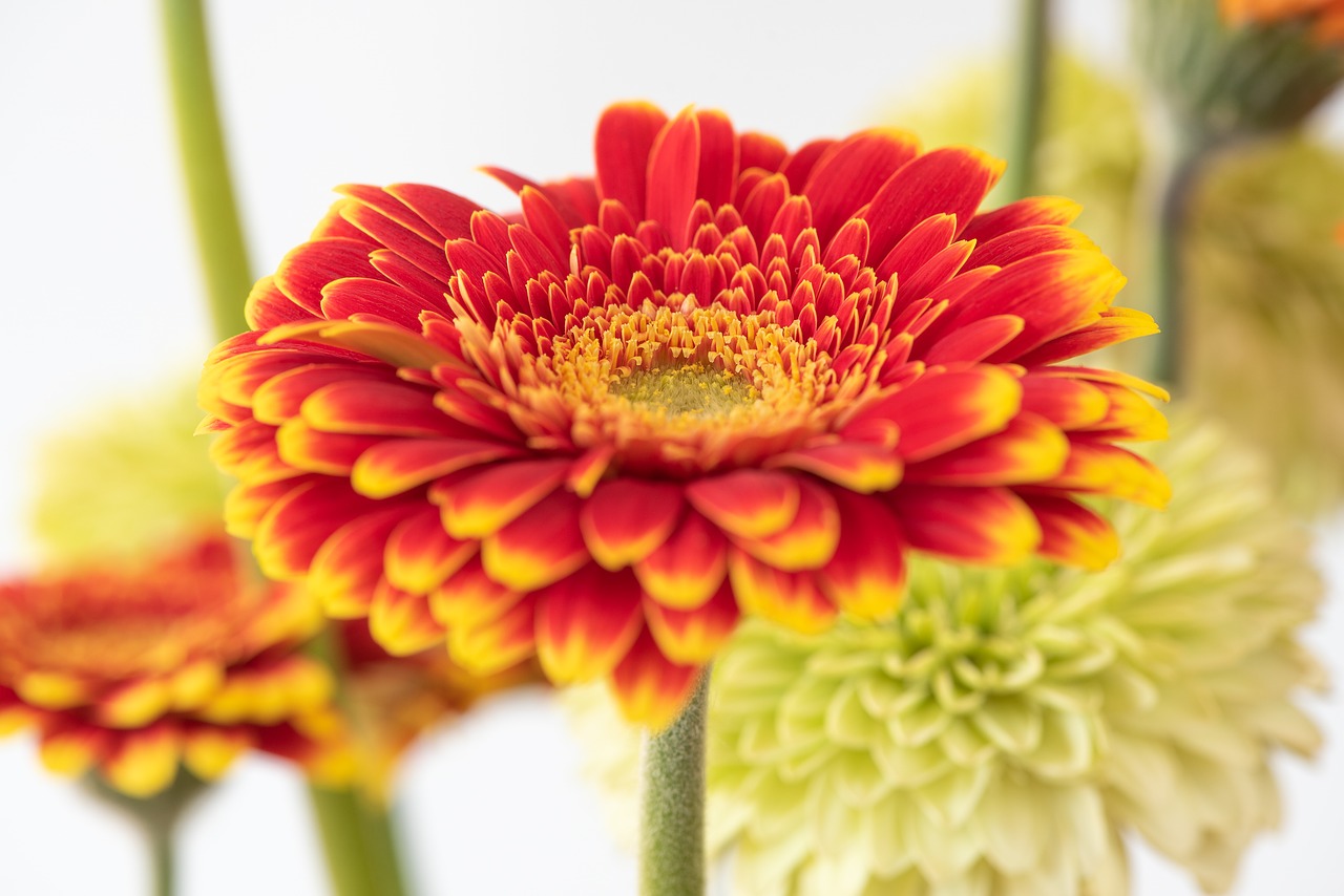 gerbera  flower  blossom free photo