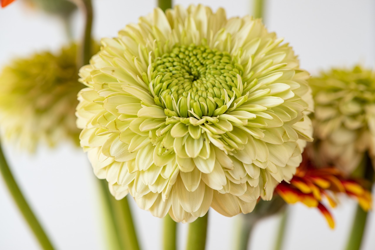 gerbera  flower  blossom free photo