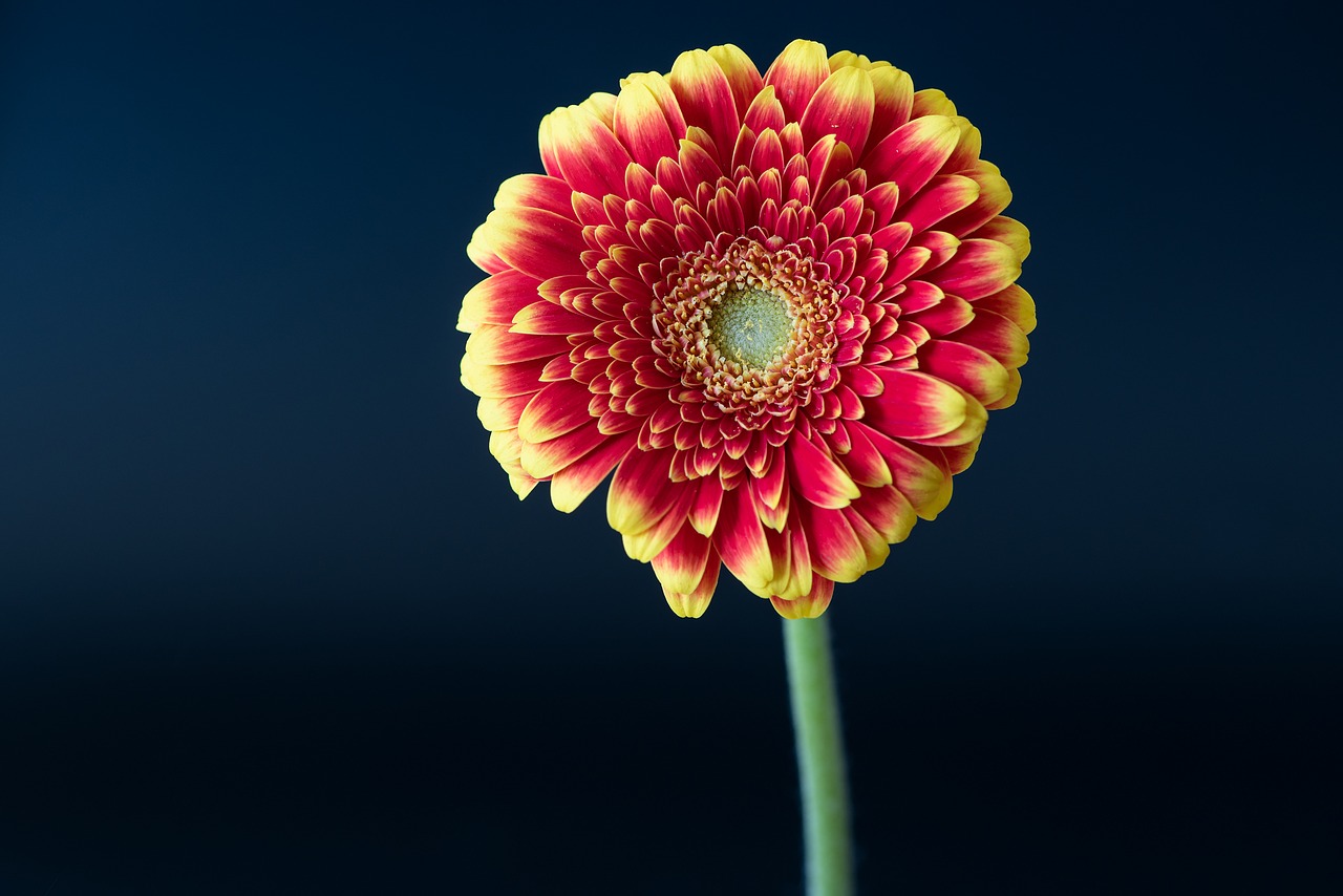 gerbera  flower  blossom free photo