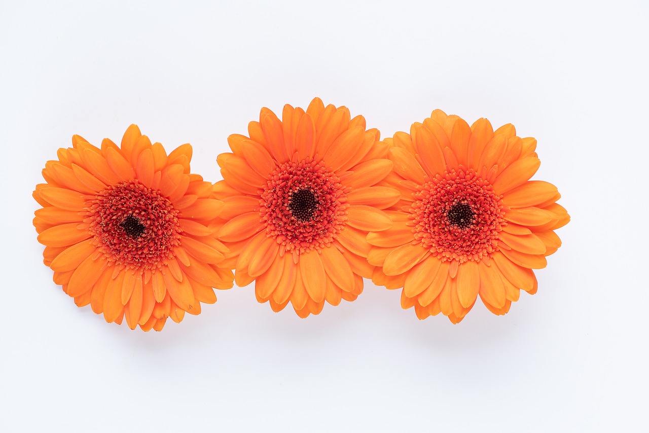 gerbera  flowers  orange free photo