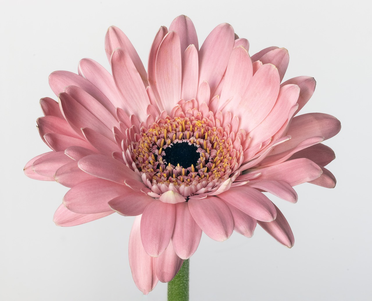 gerbera  flower  bloom free photo