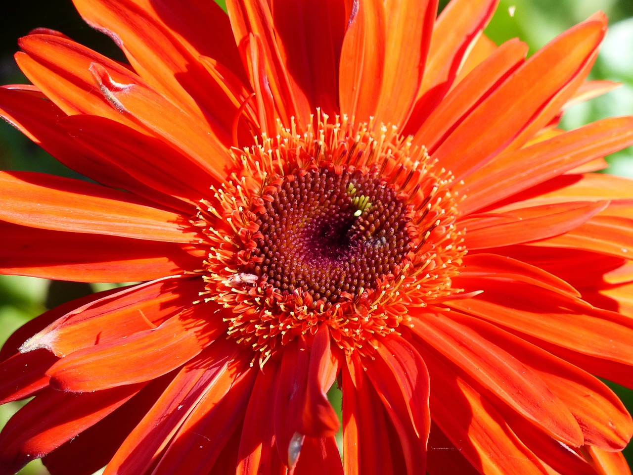 gerbera red flower free photo