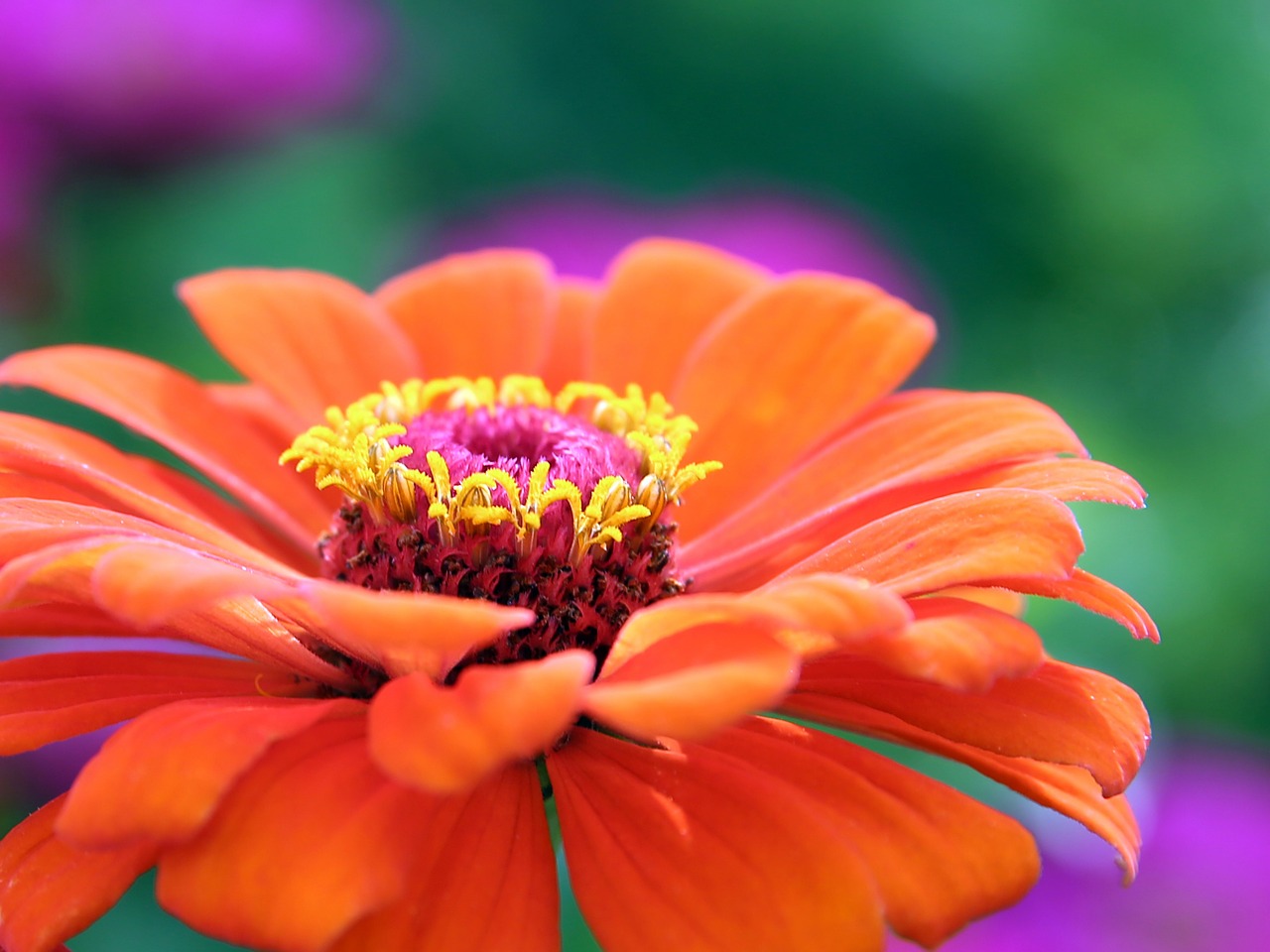 gerbera flower blossom free photo